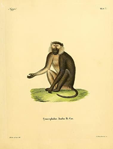 Zeytin Babun Primat Maymun Vintage Yaban Hayatı Sınıf Ofis Dekor Zooloji Antika Çizim Güzel sanat baskı posteri-12x16